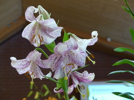 Foto: Dr. Peter Müller